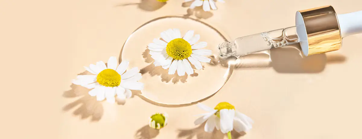 Chamomile extract powder use and benefits Chamomile extract powder use and benefits