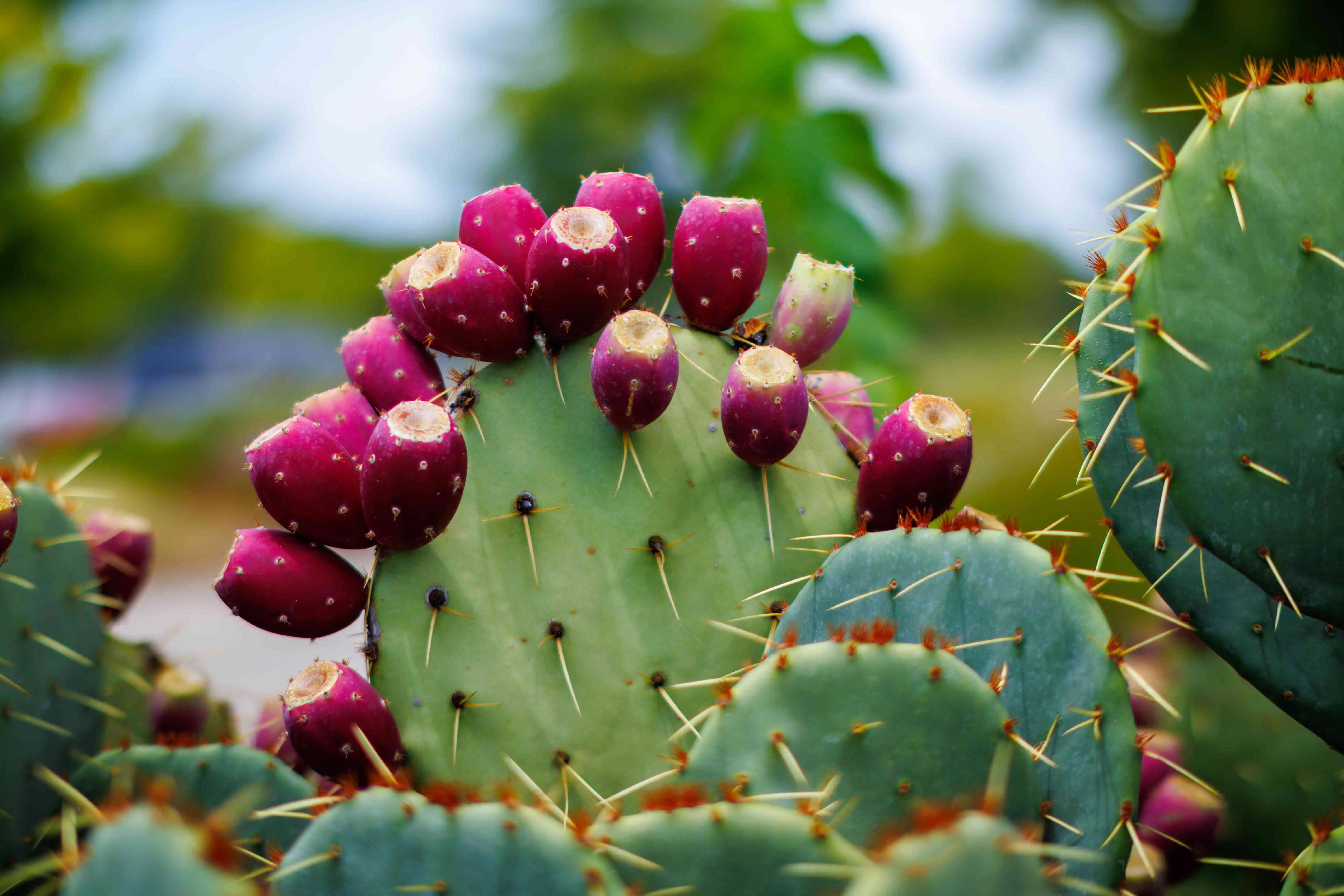 Prickly pear extract Prickly pear extract