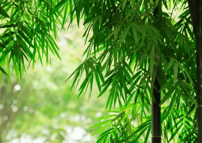 Bamboo leaf extract