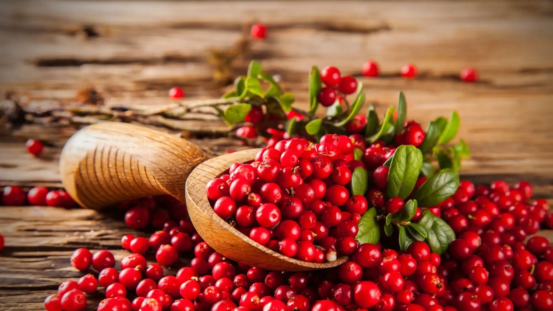 cranberry-extract-powder cranberry-extract-powder