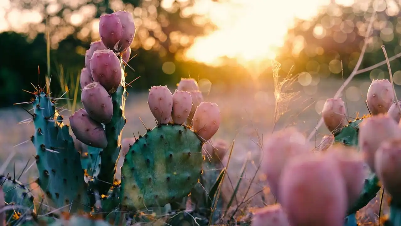 prickly pear extract 