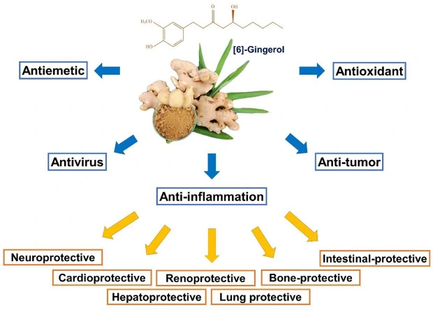 organic-ginger-extract-powder Nutritional