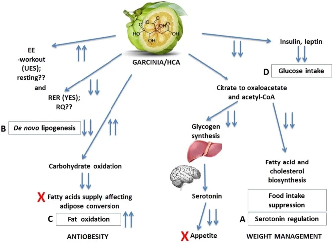 A comprehensive scientific overview of Garcinia cambogia 