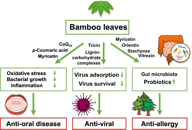 Bamboo Leaf Extract Affects Bamboo Leaf Extract Affects