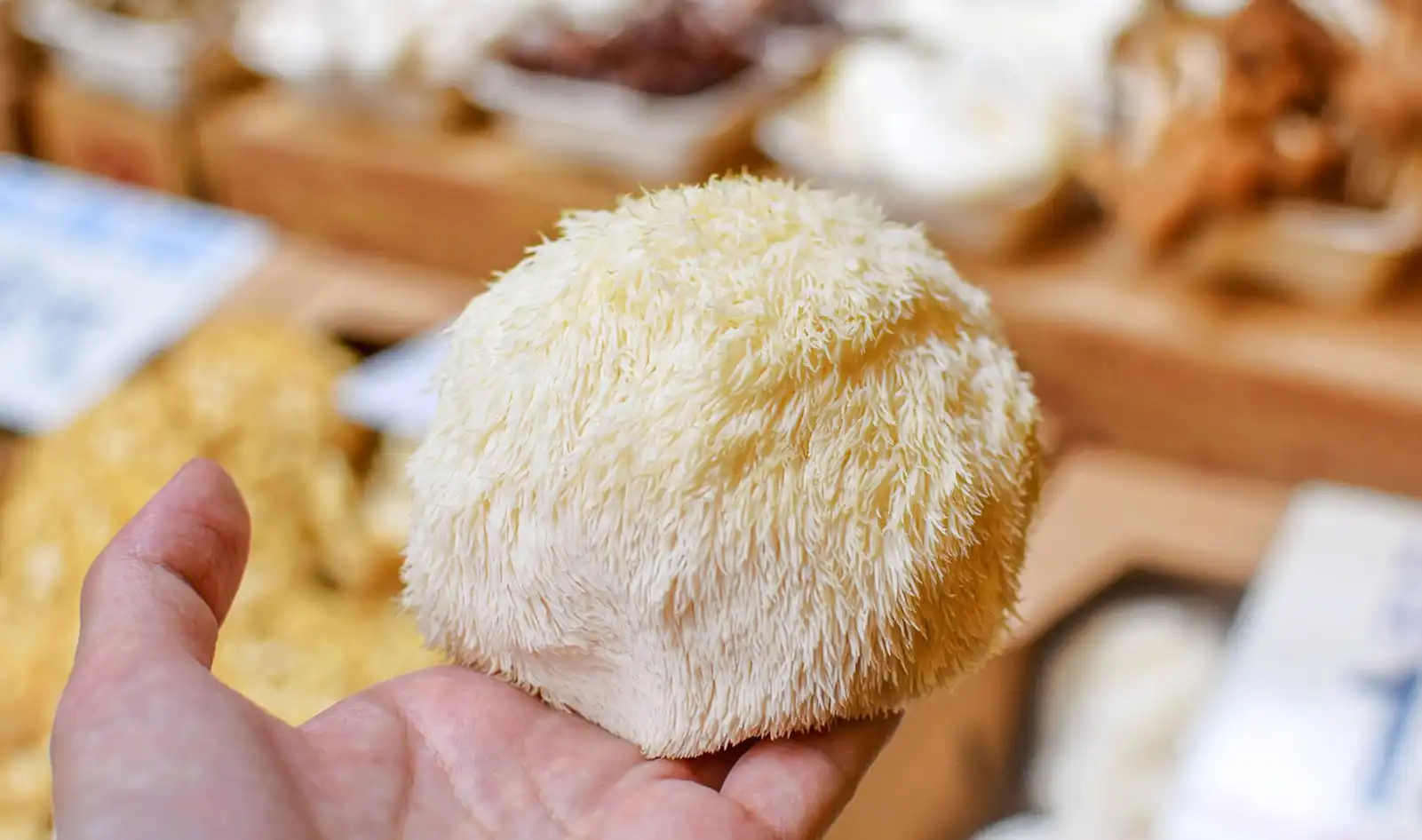 Lion's mane mushroom extract powder Lion's mane mushroom extract powder