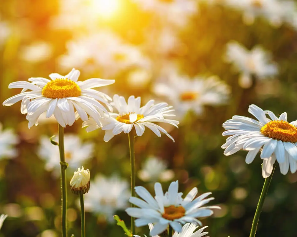 Chamomile extract powder