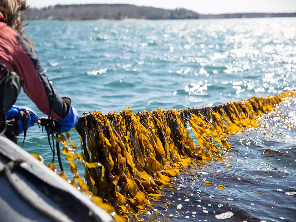 How is Kelp Extract Derived From Marine Sources
