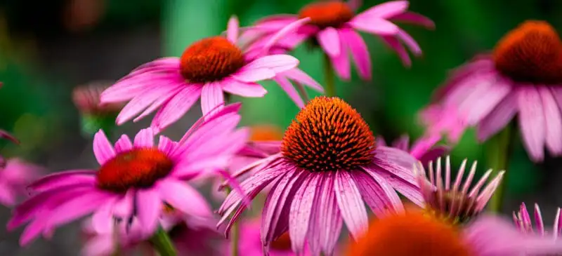 Echinacea uses Echinacea uses