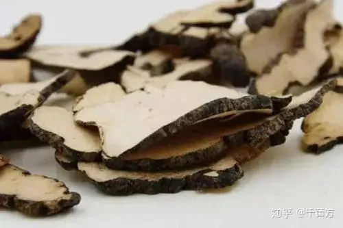 polyporus powder