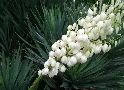 yucca-extract-powder