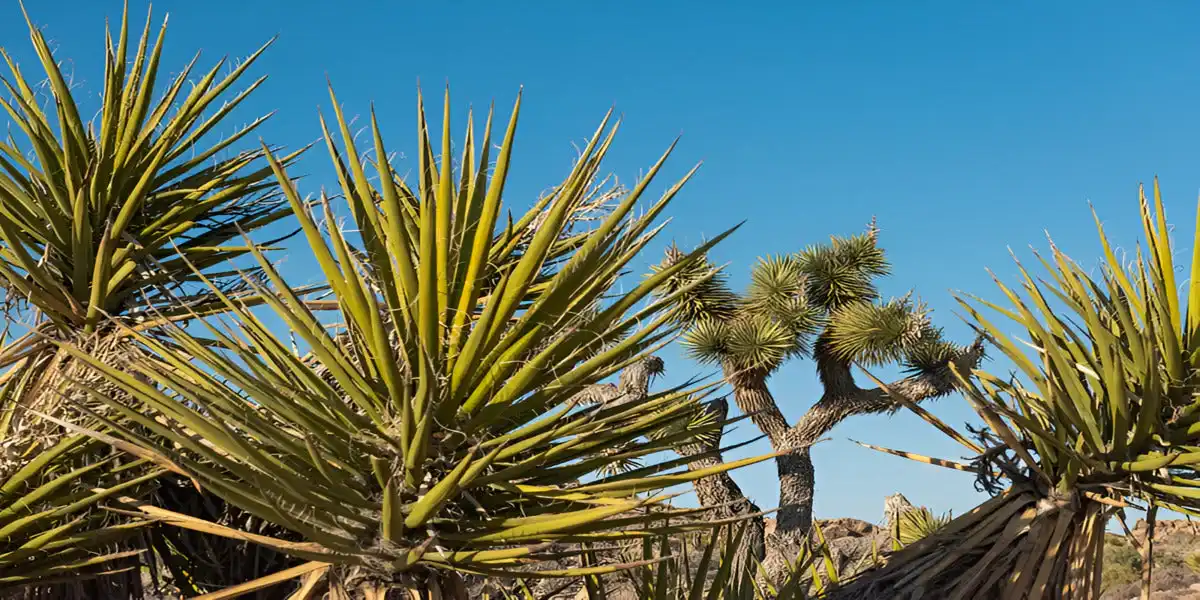 yucca