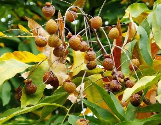 soapnut-extract