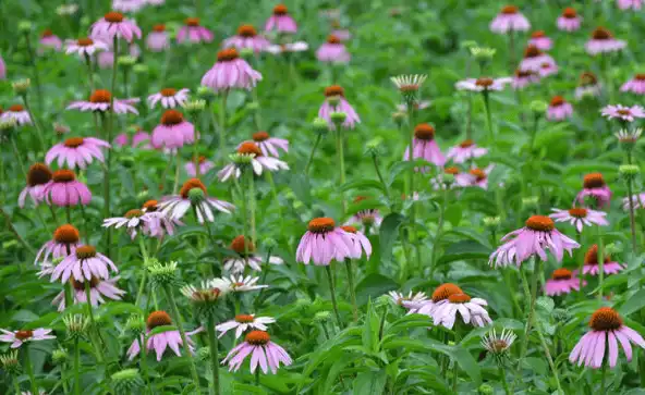 Echinacea purpurea extract powder Echinacea purpurea extract powder