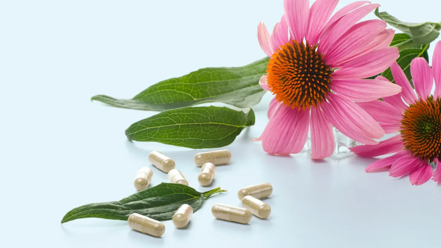 Echinacea Health Benefits Echinacea Health Benefits