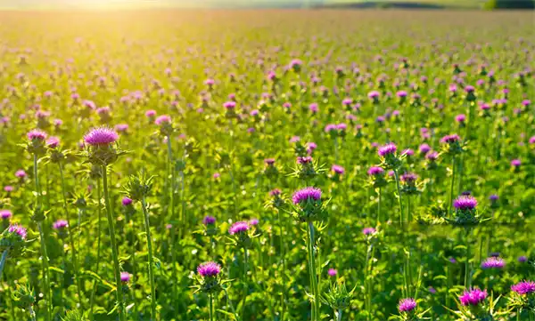 Milk thistle extract powder Milk thistle extract powder