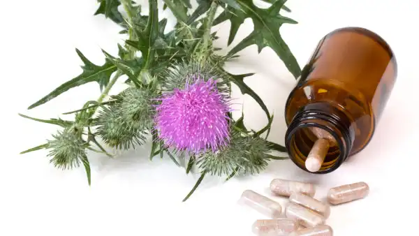Milk thistle extract benefits Milk thistle extract benefits