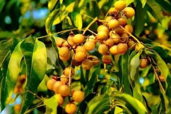 soapnut extract