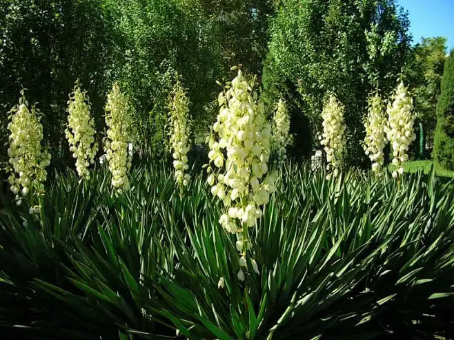 Yucca extract powder