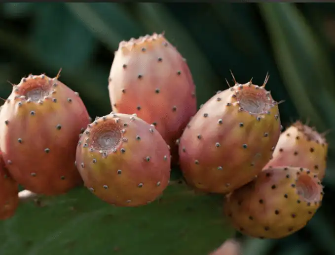 Prickly pear extract, Prickly pear extract,