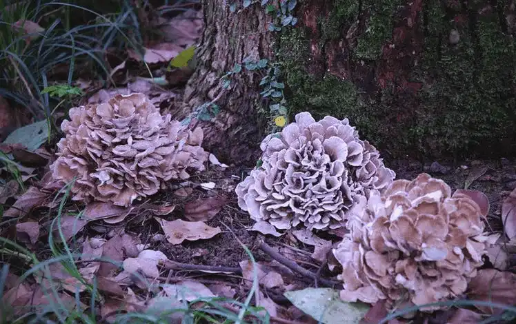 Maitake mushroom extract powder Maitake mushroom extract powder