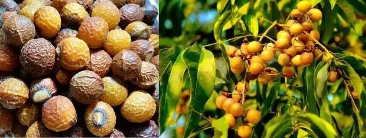 Soapnut extract
