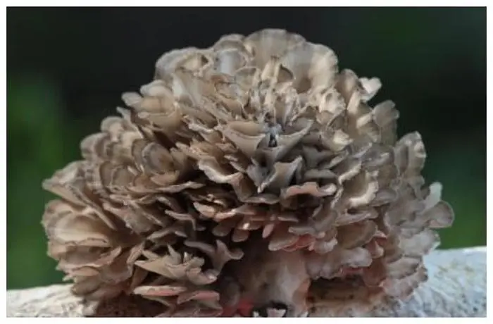 Maitake mushroom extract powder Maitake mushroom extract powder