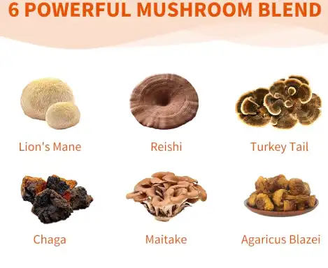 Maitake vs Reishi Maitake vs Reishi