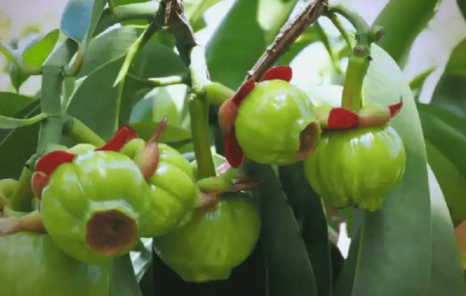 Garcinia cambogia extract Garcinia cambogia extract