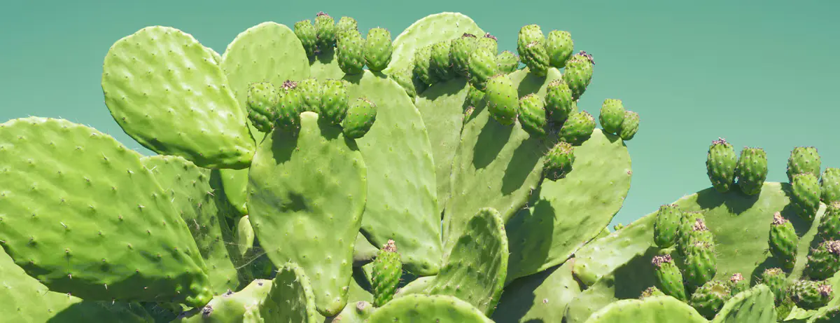 Cactus Skin Care Cactus Skin Care