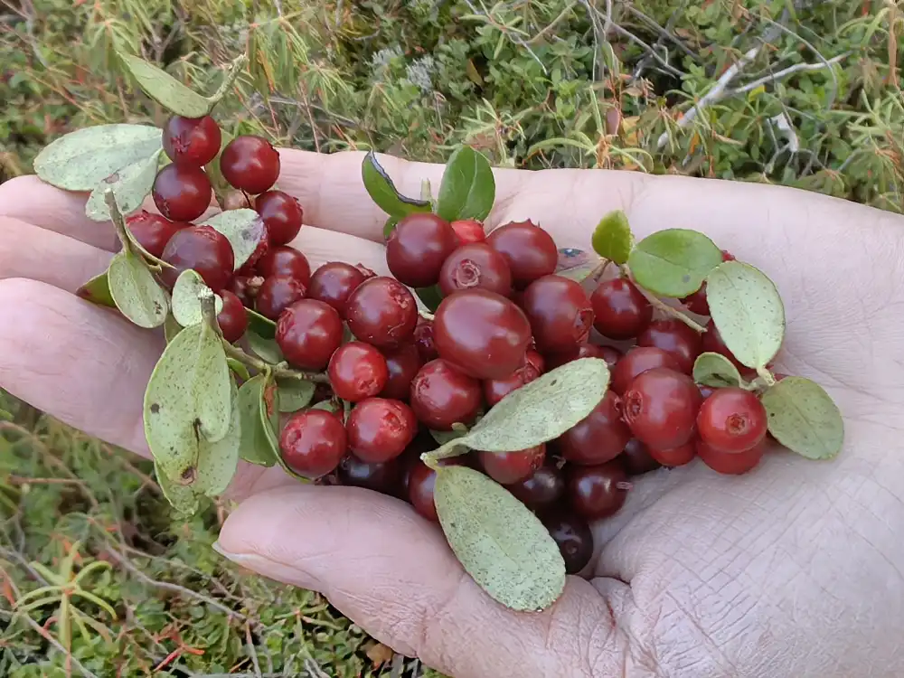 Cranberry extract Cranberry extract