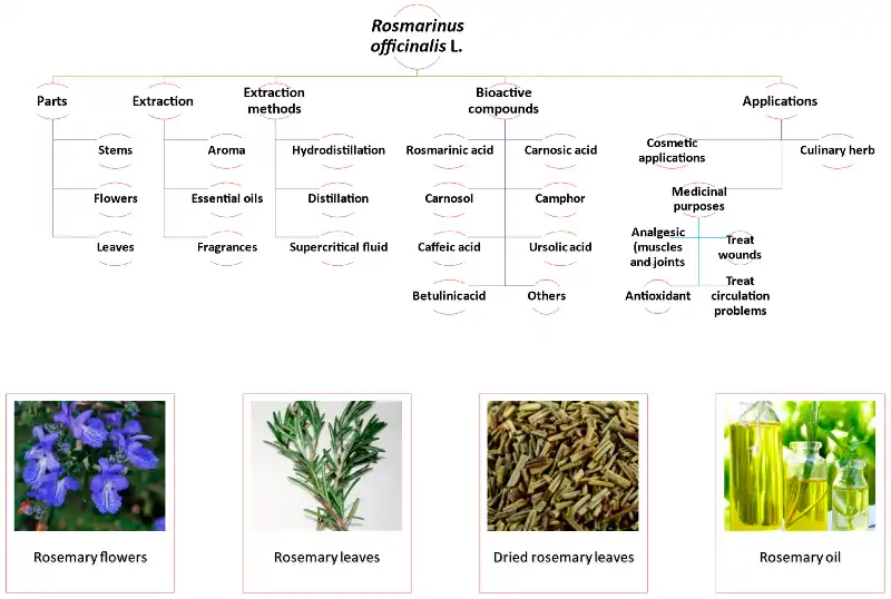 Rosemary applications Rosemary applications
