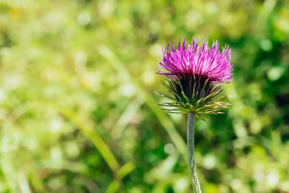Milk thistle extract powder