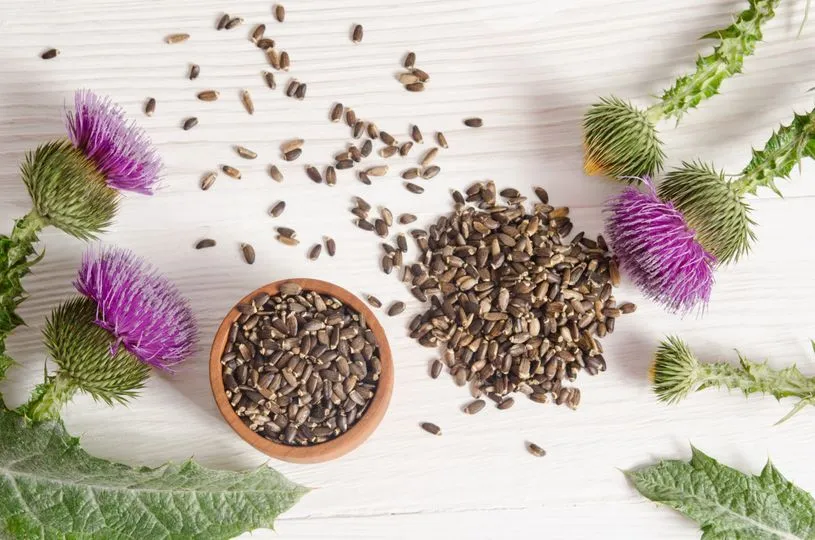 Milk thistle herb extract Milk thistle herb extract