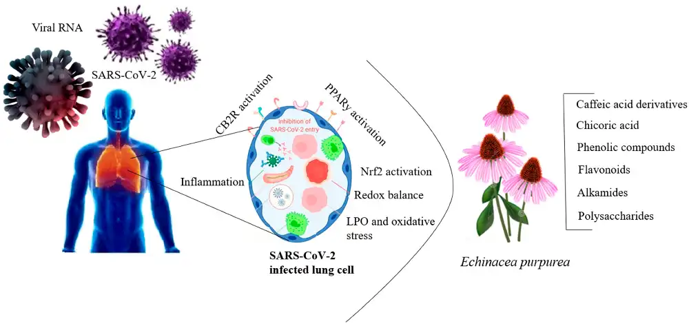 What Immune Pathways does Echinacea Activate What Immune Pathways does Echinacea Activate