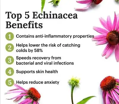 Echinacea benefits