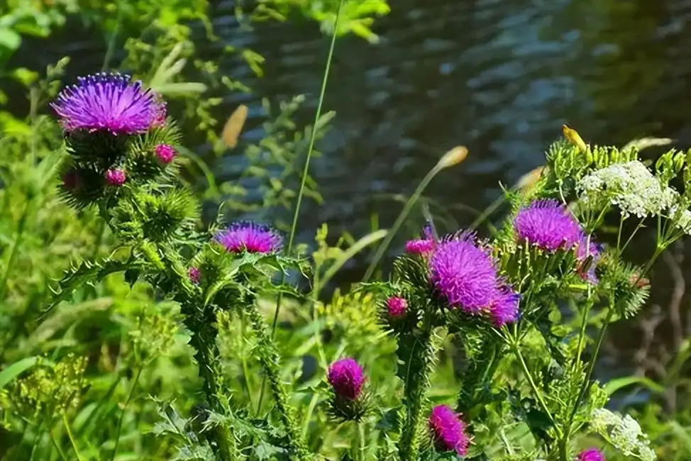 Milk thistle extract powder