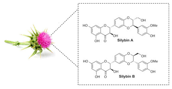 Milk thistle extract powder