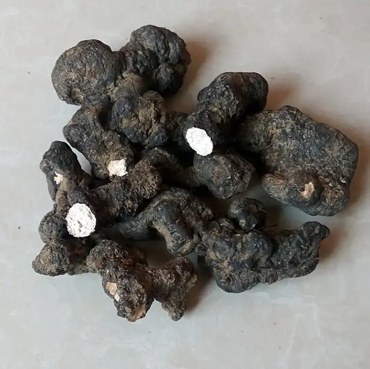 Polyporus powder