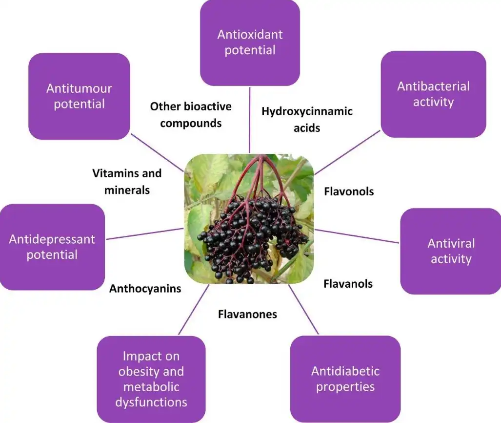 Elderberry extract benefits