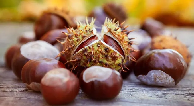 horse chestnut extract powder horse chestnut extract powder