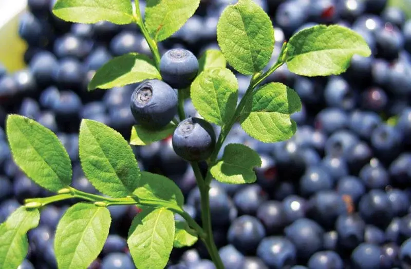 Bilberry extract  Bilberry extract