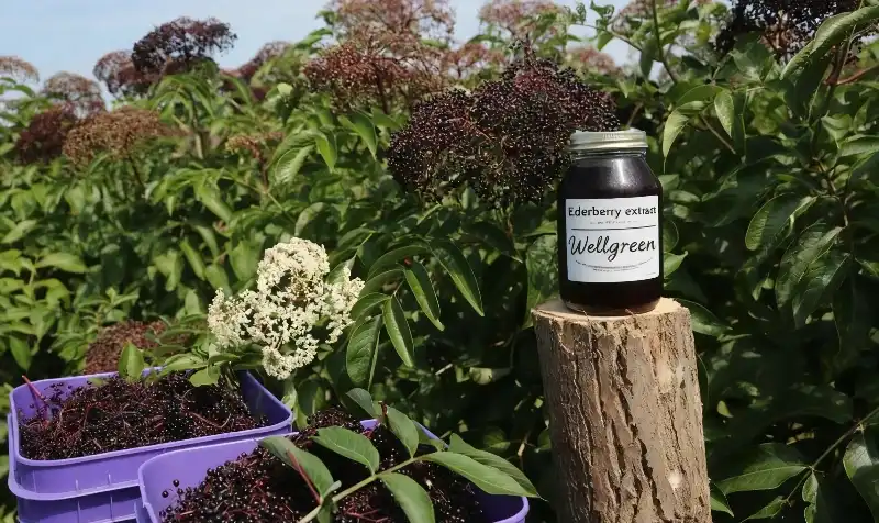 elderberry extract Wellgreen elderberry extract Wellgreen