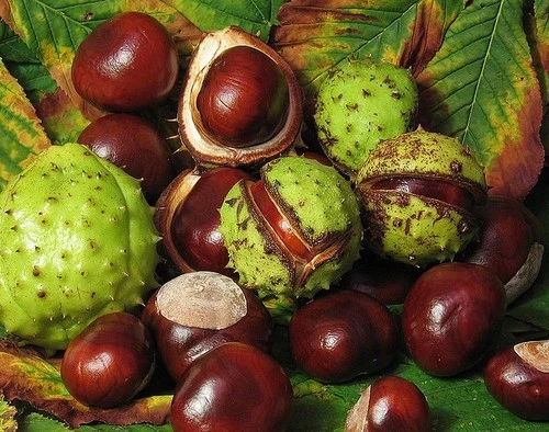 Horse chestnut extract powder