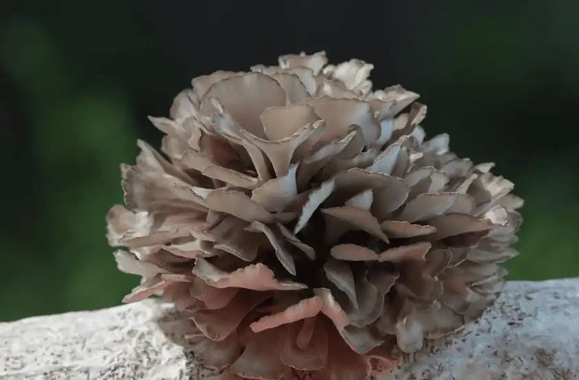 Maitake mushroom extract powder