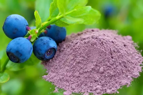 Bilberry extract