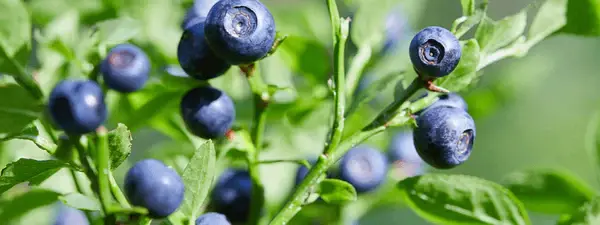 Bilberry extract