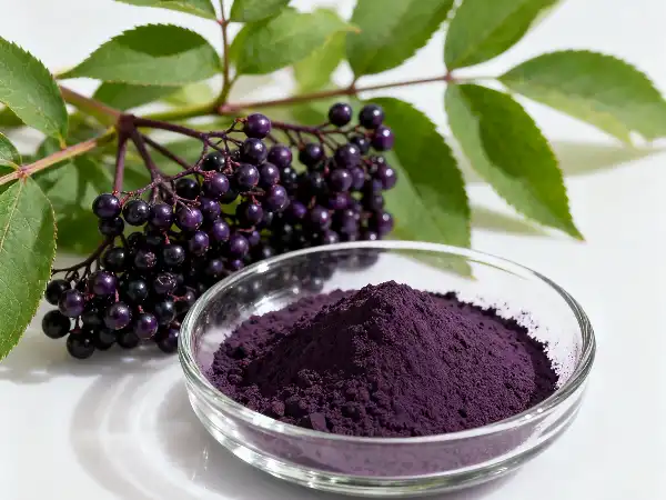 Elderberry extract