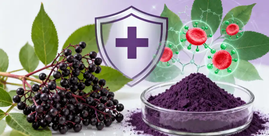 Elderberry extract Antiviral and Anti-Inflammatory Properties