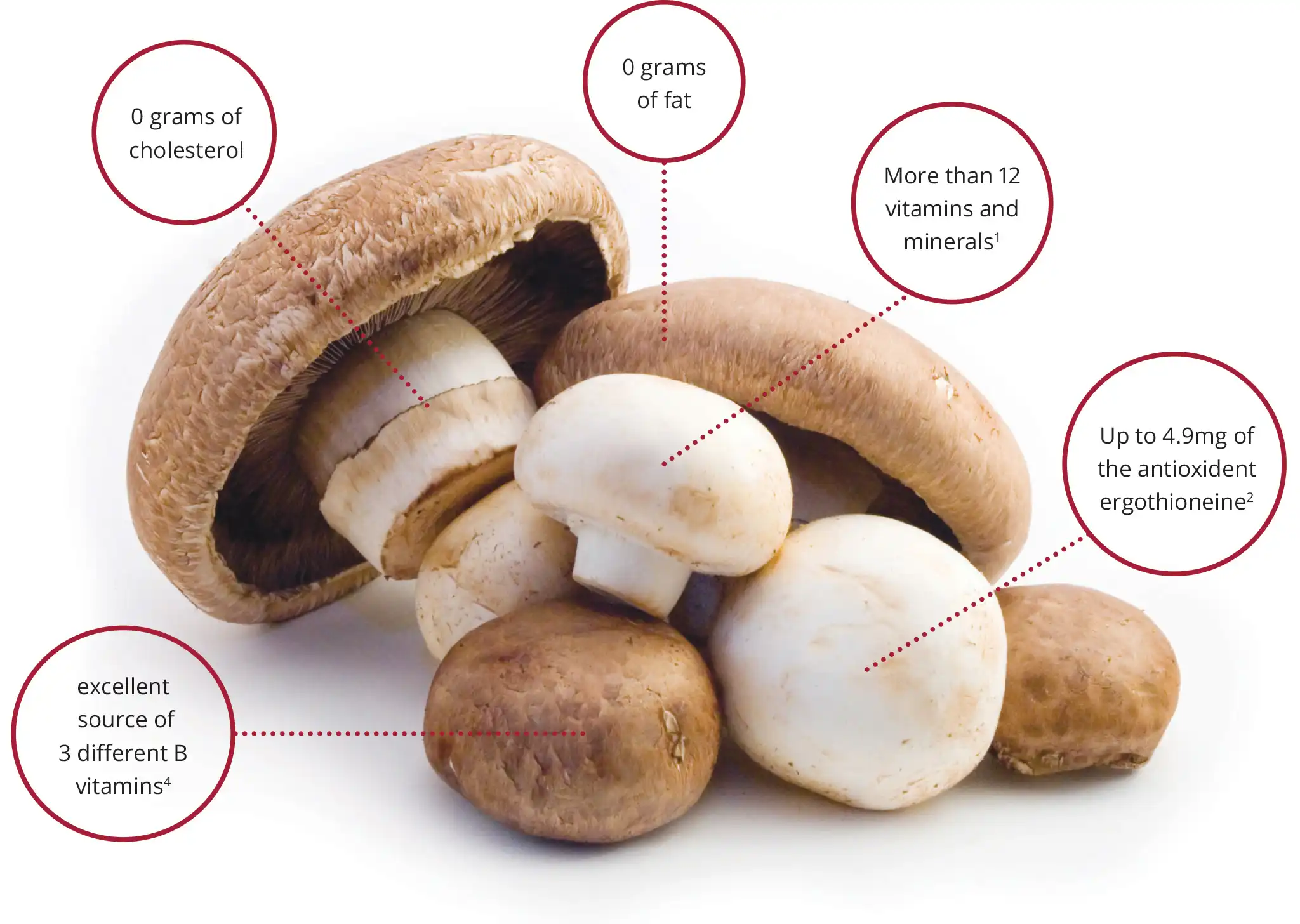 Nutrients of Agaricus bisporus Nutrients of Agaricus bisporus