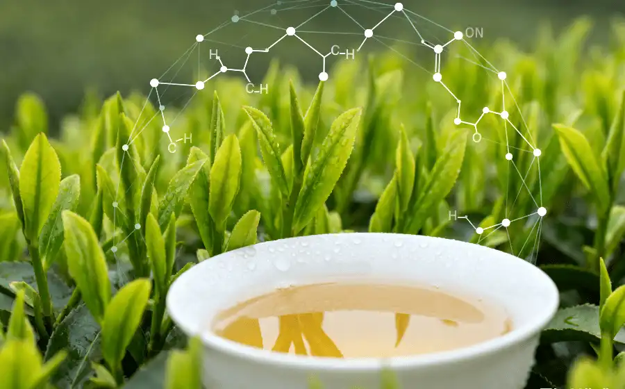 Green Tea's Catechin-Driven Defense